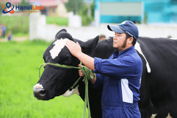 Đơn hàng chăn nuôi bò sữa Nhật