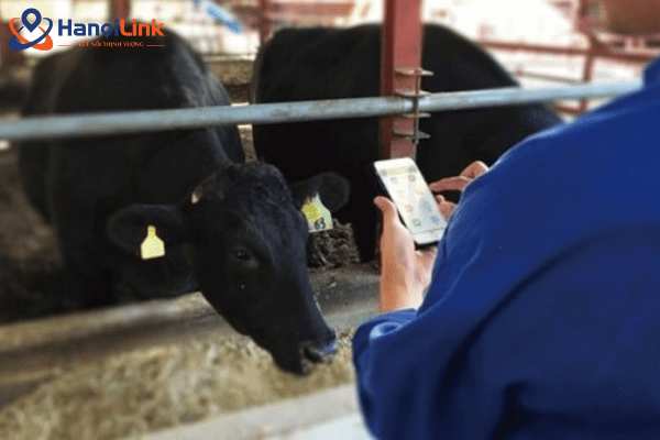 Ứng dựng công nghệ số vào chăn nuôi