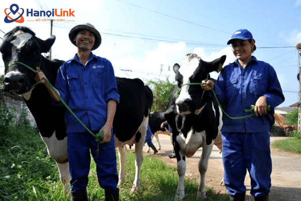 Công việc chăn nuôi bò sữa