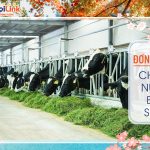 Tuyển 01 đặc định chăn nuôi bò sữa- DD220212