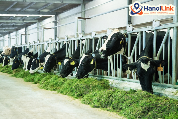 Đơn hàng chăn nuôi bò sữa Nhật