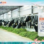 Tại sao đơn hàng chăn nuôi bò sữa Nhật lại thu hút được người lao động?