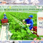 Gấp 02 nông nghiệp kagoshima- TTS250303