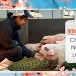 Thu nhập tốt ! Chăn nuôi lợn kagoshima- TTS250502