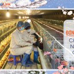 Gấp! Cần 1 nam chăn nuôi nhặt trứng gà- TTS250402
